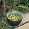 The Effects of Ayahuasca on General Health and Wellness