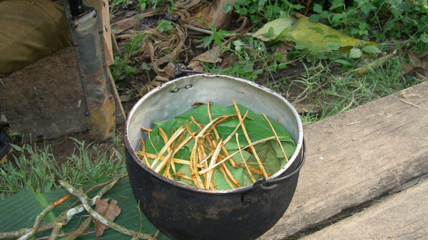 The Effects of Ayahuasca on General Health and Wellness